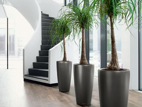 Interieurbeplanting