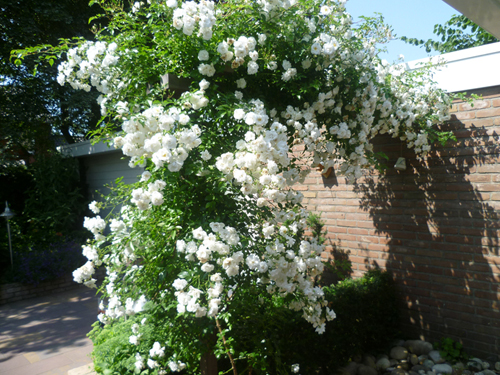 Tuinimpressies